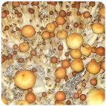 Псилоцибиновые (галлюциногенные)  грибы Psilocybin "Golden Teacher" в Вологде