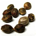 Семена марихуаны АК-47  (Seeds AK-47) в Вологде